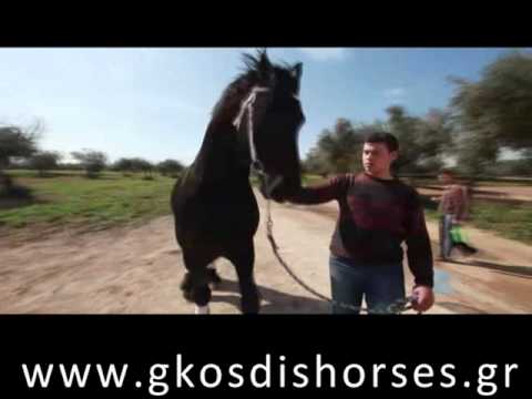 Βίντεο: Στραγγαλισμοί στα άλογα - Λοίμωξη του λαιμού στα άλογα