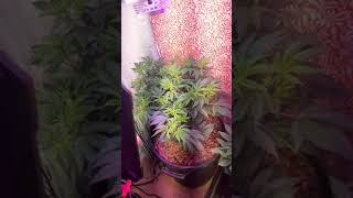 GROW MASSIVE MEDICAL CANNABIS