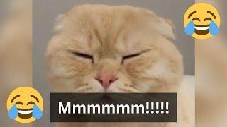 12 Minutes of Funny Cat Videos  EP 85