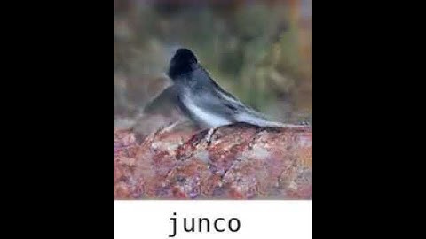 PPGN: Sampling within a single class of Junco