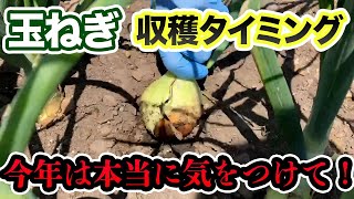 【玉ねぎ】逃すとまずい今年の収穫タイミングについて