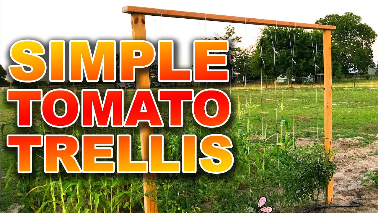 This is the Easiest Tomato Trellis You Can Build for your Tomato Plants 