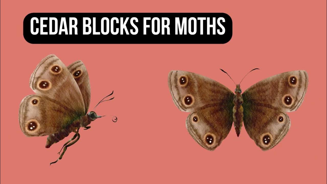 Cedar blocks for moths YouTube