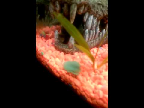 Blue neon goby