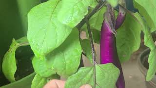 JAPANESE eggplant