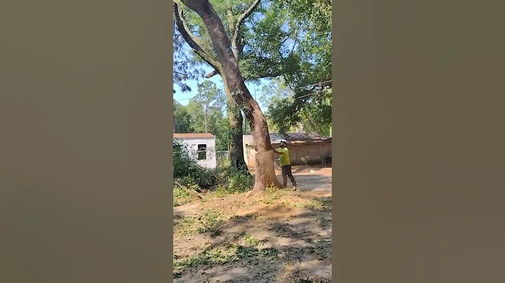 Hurley tree service