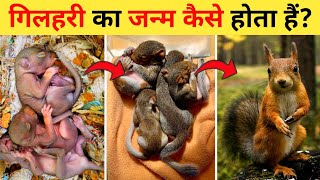 गिलहरी का जीवन चक्र | Squirrel Life Cycle Video | Life Cycle Of Squirrel In Hindi | Gilhari Ka Janm