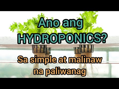 Video: Ano ang ibig sabihin ng hydroponics sa Latin?