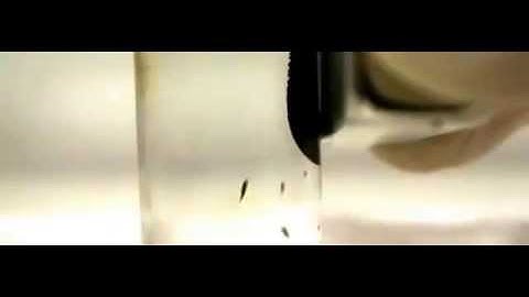 Magnetic fluid spike formation in slow motion