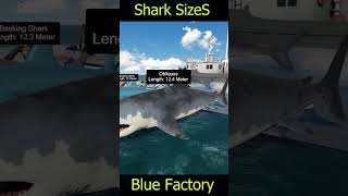 Sharks 🦈 Size Comparison || 3D Comparison 2023  #shark #elgranmaja #bloop #marinelife #megalodon