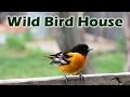 It's Easy to Attract Orioles, Give Them Their Favorite Foods, Water & Nesting Material