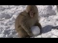 Macaques play with snowballs  snow babies  bbc one christmas 2012