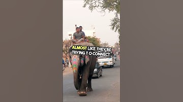 Why elephants find humans adorable #shorts #short #youtube #youtubeshorts #facts #viralvideo #fact