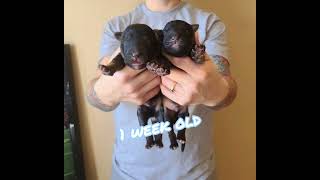 25 Puppies In 30 seconds | German Shepherd Puppies | Ayers Legends German Shepherds  #Shorts