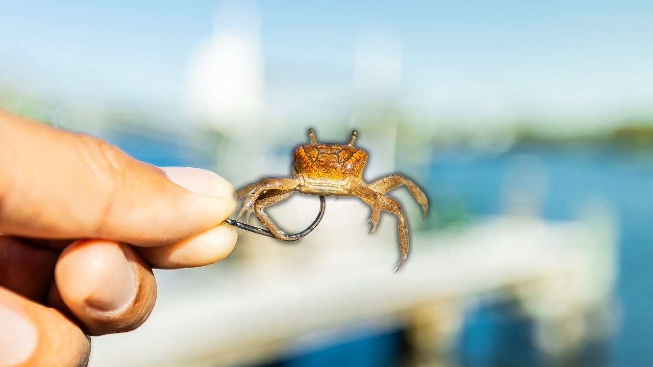 This is why I fish docks with fiddler crabs (Saltwater Fishing