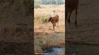 Great Dane Dog Attacks | Great Dane Dog ka Attack