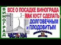 🍇 Правильная посадка саженца винограда на постоянное место для средних широт. Часть №4.