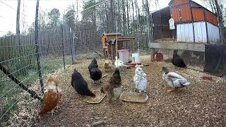Afternoon Feeding Time for The Chickens from Live Cam