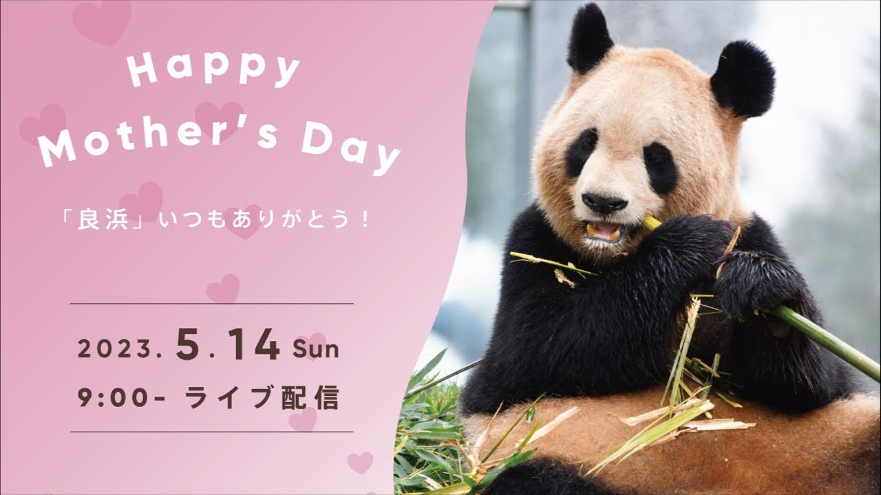 アーカイブ配信】お母さんパンダ「良浜」へ母の日のプレゼント - YouTube