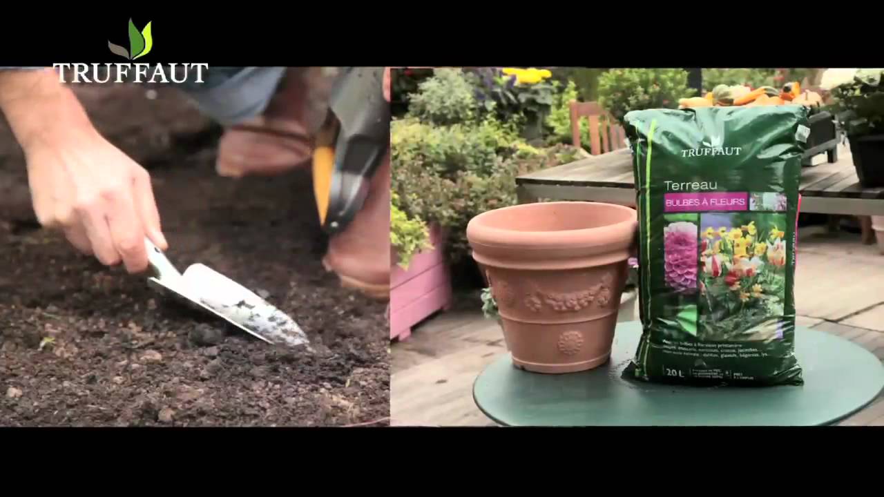 Les bulbes de printemps  - Truffaut