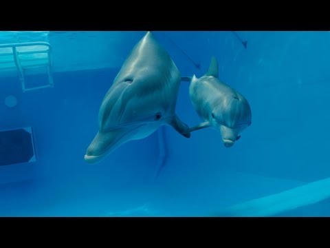 Dolphin Tale 2 - Official Teaser Trailer