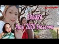 A day in life with the cherry blossoms