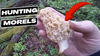 DEEP IN THE WOODS HUNTING MUSHROOMS | SURPRISE FIND!!!