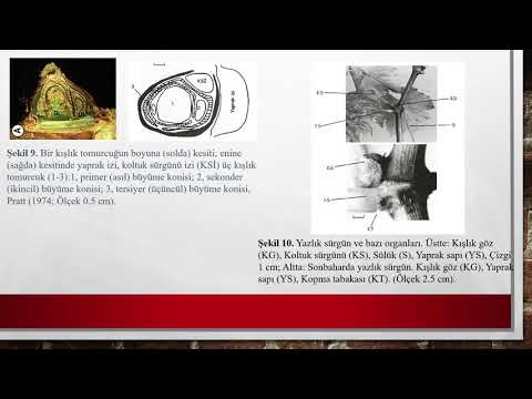 Asmanın vegetatif ve generatif anatomisi/Faruk Tunahan HAMARAT