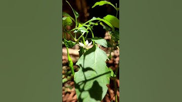 How to Grow Chilli at Home Garden