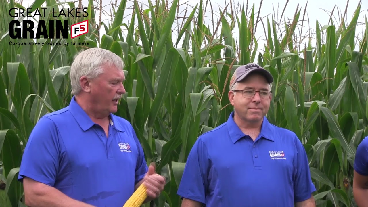 Great Lakes Grain 2018 Crop Assessment Tour Mitchell Area YouTube