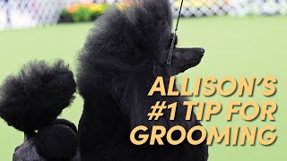 My Top Tip for Grooming… IMPROVE YOUR DRYING!