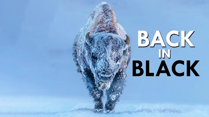 Bison: Survivors Of Extinction - DayDayNews
