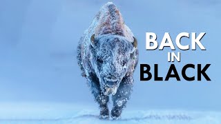 Bison: Survivors Of Extinction