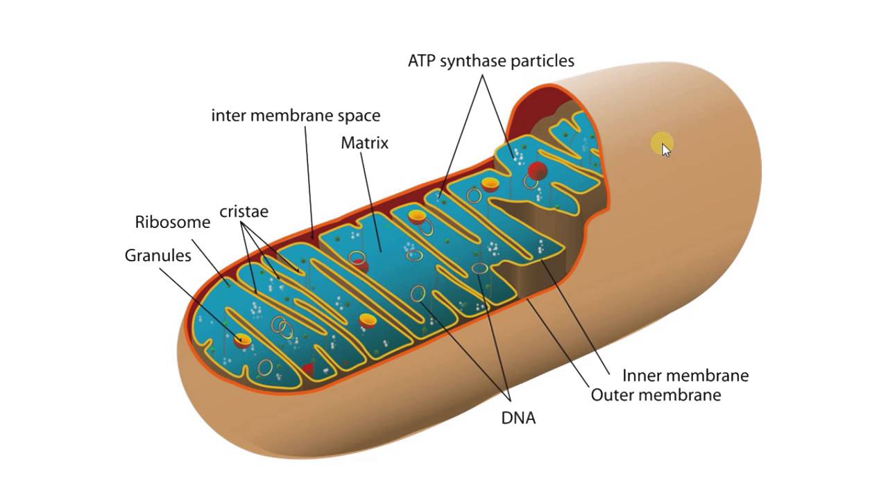 Митохондрия аэробный. Митохондрии биология строение. Схема строения митохондрии. Компоненты матрикса митохондрий. Строение матрикса митохондрий.