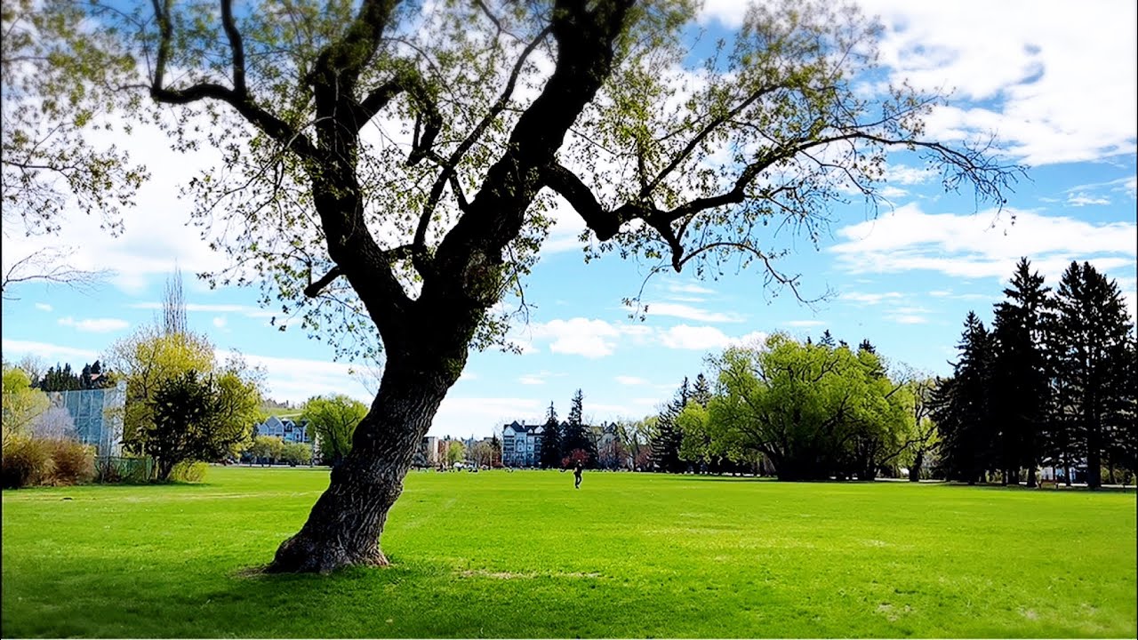 Spring in Canada Where You Can Feel the Refreshing Green Trees Swaying ...