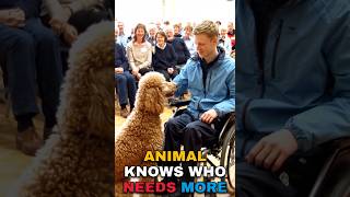 This Dog Chose a Disabled Owner… And Everyone Cried 😭🐾