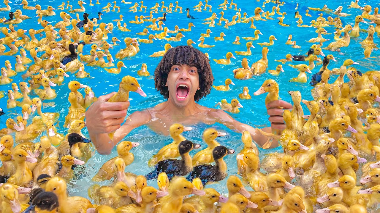 مليت حمام السباحه 10.000 بطه و سبحت معاهم !