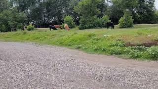 The Amazing Nature Of Kisom