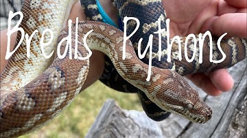 Species Spotlight- Bredl’s Pythons