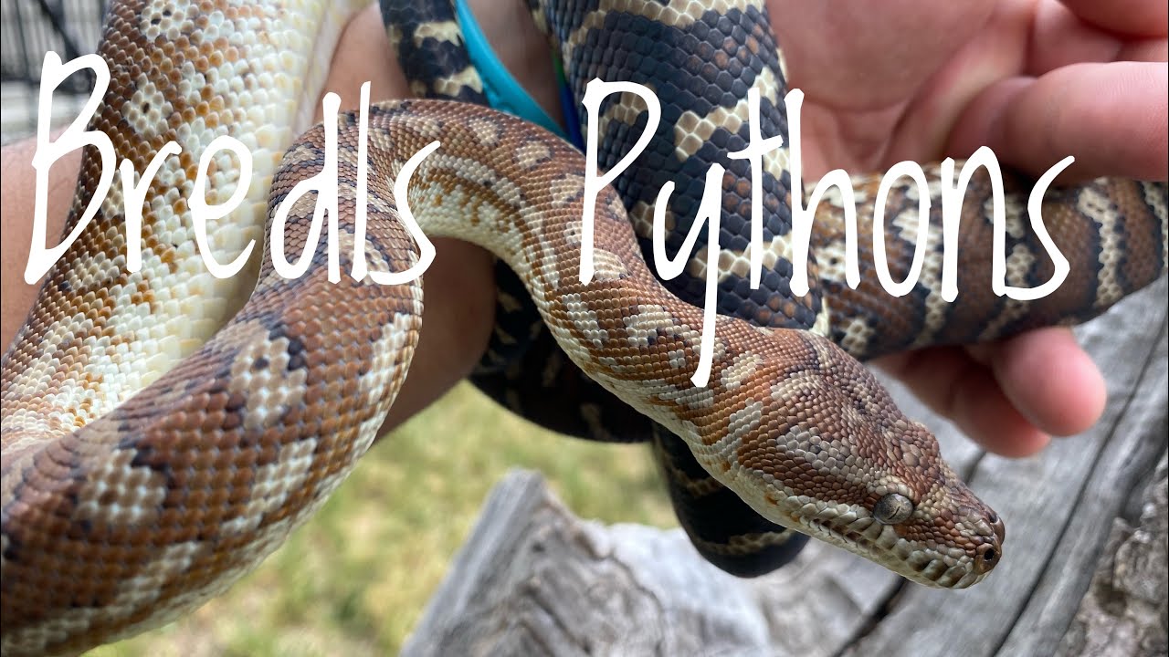 Species Spotlight- Bredl’s Pythons - YouTube