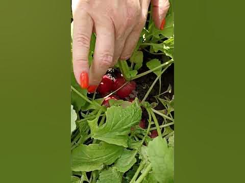Обязательно посмотрите это видео перед тем как сажать редис! - YouTube