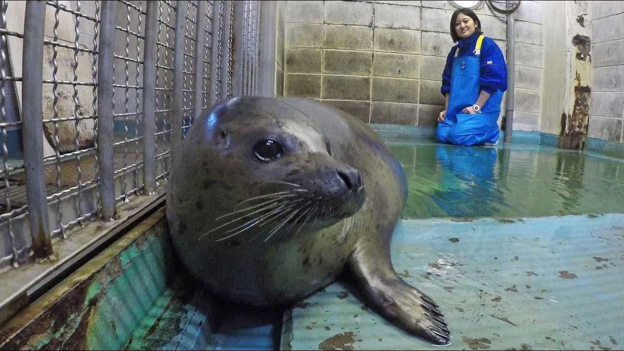アザラシ アザラシのお引っ越し 伊豆・三津シーパラダイス【静岡新聞