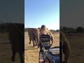 When wild elephant chased tourists in south Africa.