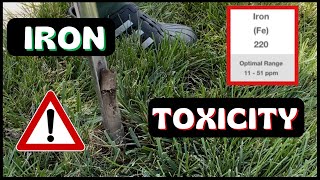 Too Much Iron in the Soil | What is the Problem?