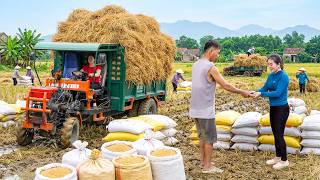 Timelapse Transporting Tons of Rice Harvest by Trucks | Farmersโ Hard Rice Harvest Season