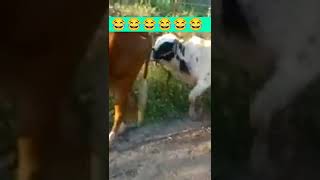 Animal Funny Sex #short #funny #shortvideo