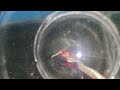 beeta fish breeding test with drinking water day1