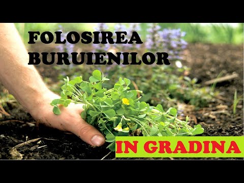Video: Buruienile într-o grădină - Ce spun buruienile despre solul tău