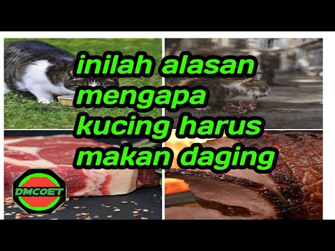 Video: Bisakah Kucing Hidup Dengan Pola Makan Vegan?