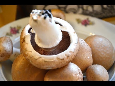 Video: Cum să nu faci greșeli când culegi ciuperci? Metode de determinare a ciupercilor dintr-o fotografie
